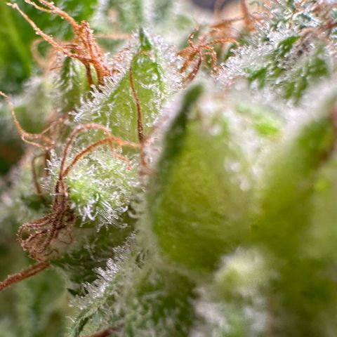 Fuel D.OG #1 Female 47.36g growlog timeline photo