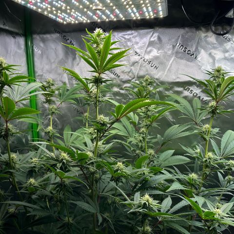 MiscxLAZ #26 C #2 growlog timeline photo