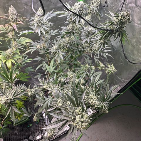 CxLAZ #15 C #1 growlog timeline photo