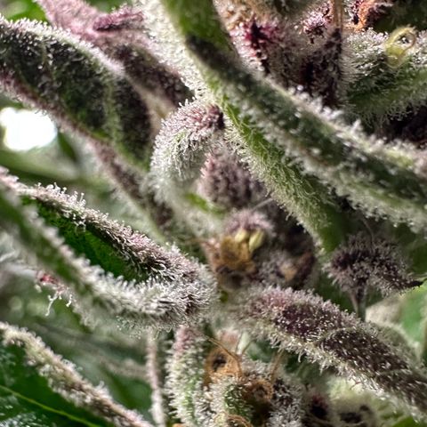 MiscxLAZ #37 C growlog photo: Herm / male flowers