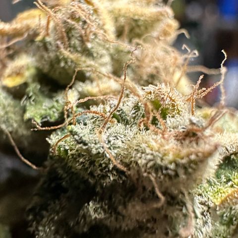 CxLAZ #20 C1 25g growlog photo: Moved to pan