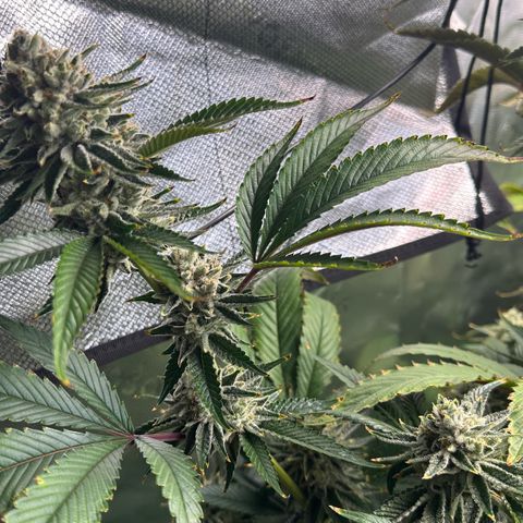 MiscxLAZ #26 C #2 growlog timeline photo
