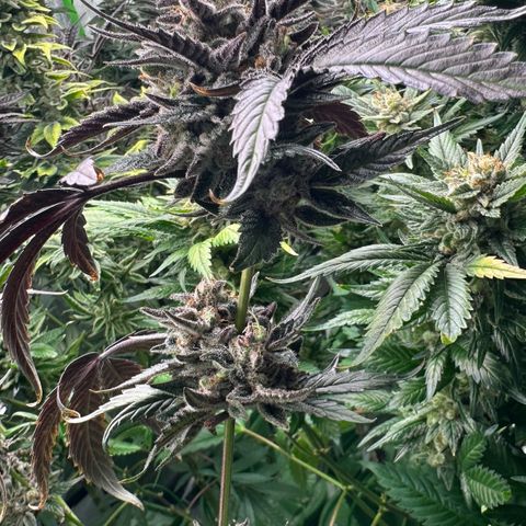 CxLAZ #03 C #1 58.58g growlog photo: Herm / male flowers