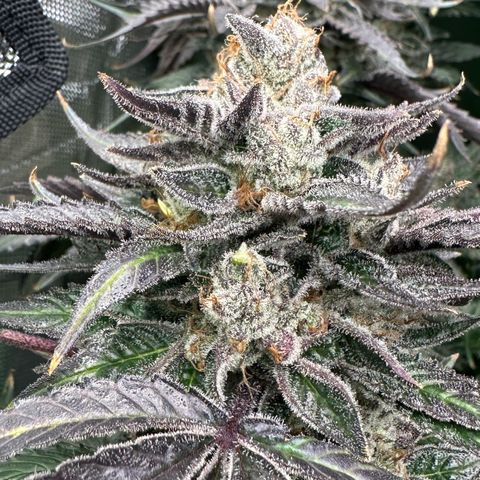 CxLAZ #03 C #1 58.58g growlog photo: Herm / male flowers