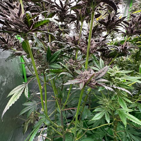MiscxLAZ #22 C 42.33g growlog timeline photo
