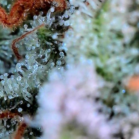 CxLAZ #15 C #1 growlog timeline photo