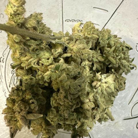 MiscxLAZ #26 C #1 47.15g growlog timeline photo
