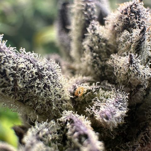 MiscxLAZ #29 C growlog timeline photo