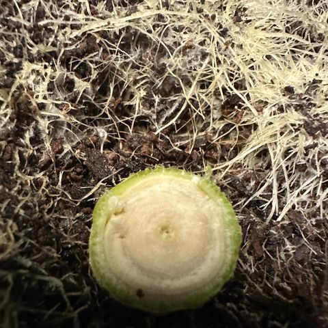 MiscxLAZ #22 C 42.33g growlog timeline photo