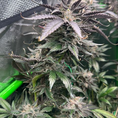 CxLAZ #03 C #1 58.58g growlog photo: Herm / male flowers