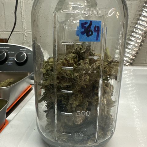 MiscxLAZ 5-4 34.63g growlog timeline photo