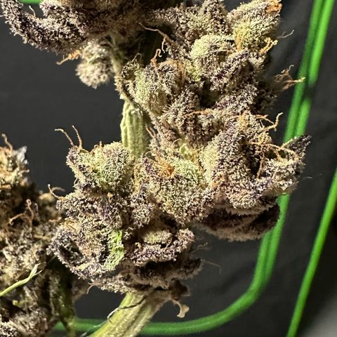 MiscxLAZ #22 C 42.33g growlog photo: Moved to pan