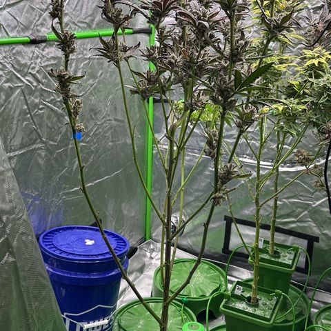 MiscxLAZ #29 C growlog timeline photo