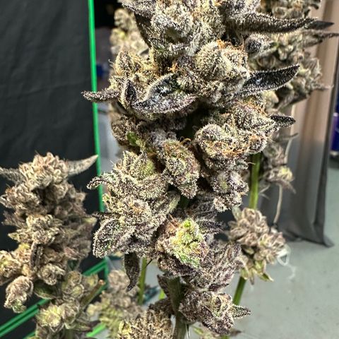MiscxLAZ #22 C 42.33g growlog timeline photo