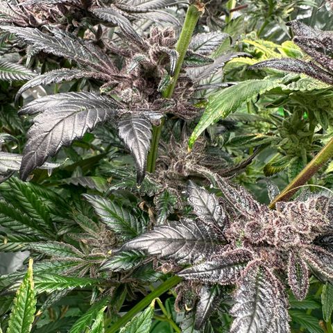 MiscxLAZ #22 C 42.33g growlog timeline photo