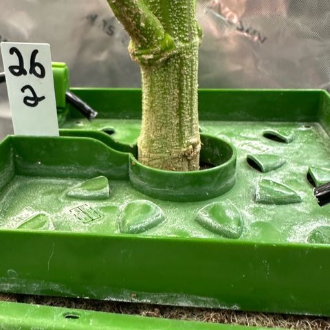 MiscxLAZ #26 C #2 growlog timeline photo
