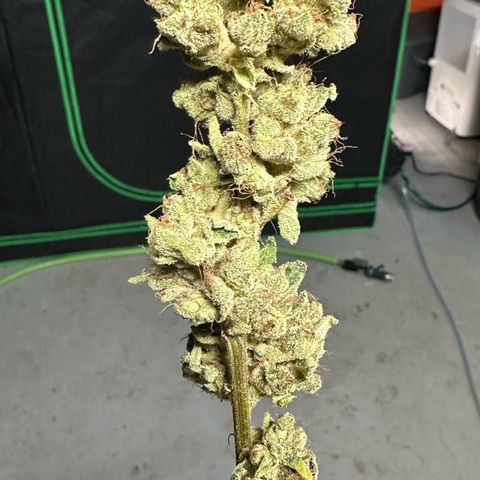 CxLAZ #20 C1 25g growlog photo: Moved to pan