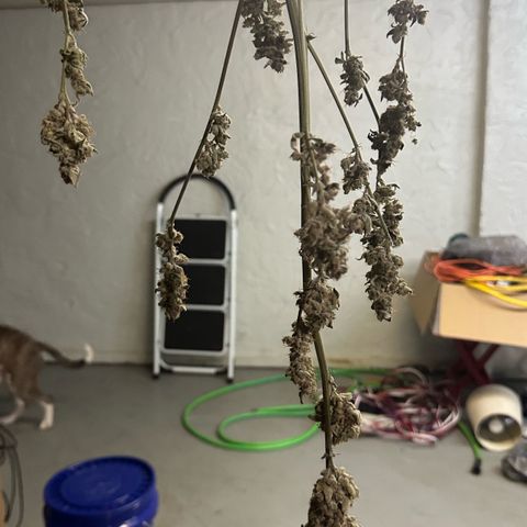 CxLAZ #31 C growlog photo: Moved to pan
Herm