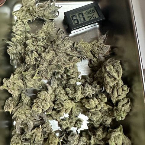 MiscxLAZ #29 C growlog timeline photo