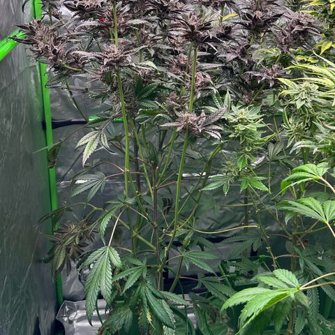 MiscxLAZ #22 C 42.33g growlog timeline photo