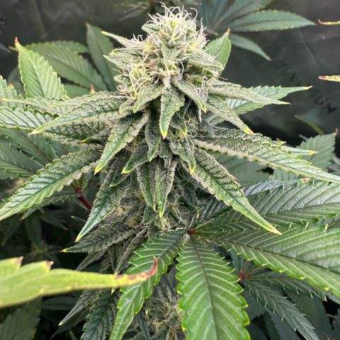 MiscxLAZ #26 C #2 growlog timeline photo