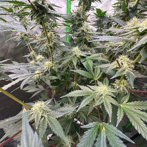 CxLAZ #15 C #1 growlog timeline photo