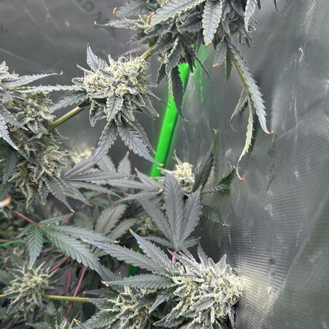 CxLAZ #15 C #1 growlog timeline photo