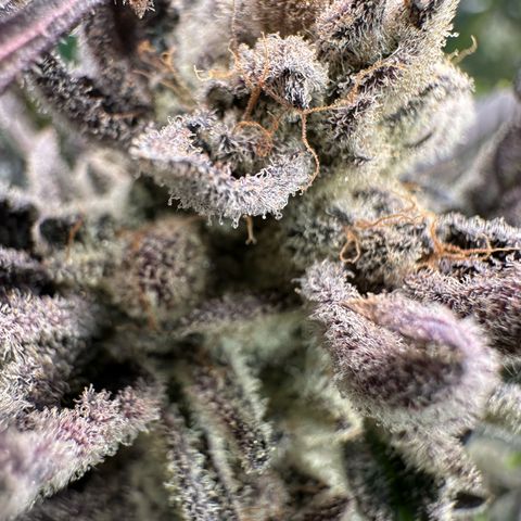MiscxLAZ #29 C growlog timeline photo