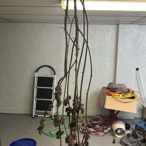MiscxLAZ #22 C 42.33g growlog photo: Moved to pan