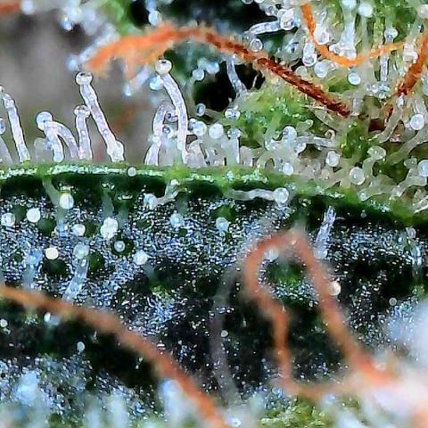 MiscxLAZ #26 C #2 growlog timeline photo
