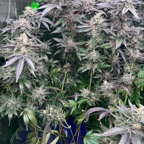 CxLAZ #03 C #1 58.58g growlog timeline photo