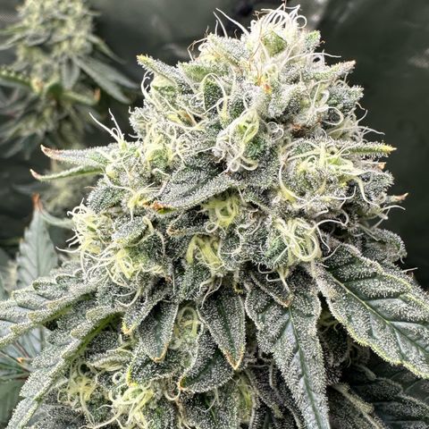 CxLAZ #15 C #1 growlog photo: Light bleaching on a few buds