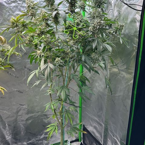 CxLAZ #15 C #1 growlog timeline photo