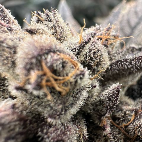 MiscxLAZ #22 C 42.33g growlog timeline photo