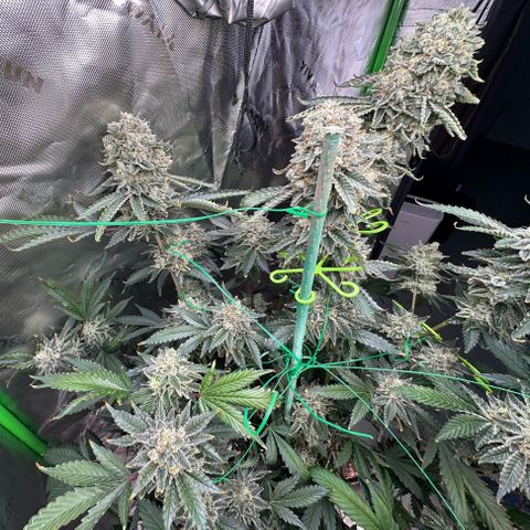 CxLAZ #15 C #1 growlog timeline photo