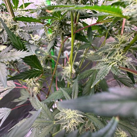 CxLAZ #15 C #1 growlog timeline photo