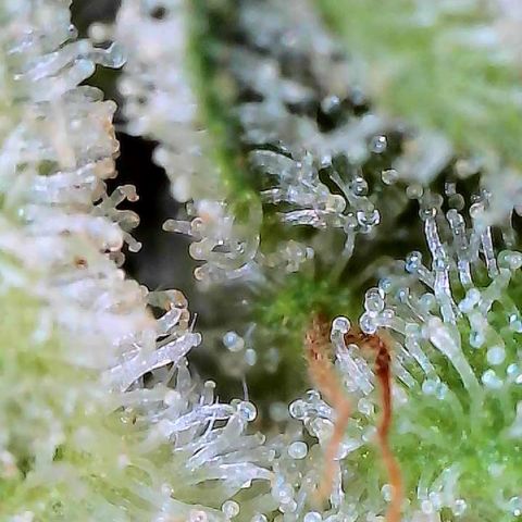 MiscxLAZ #26 C #2 growlog timeline photo