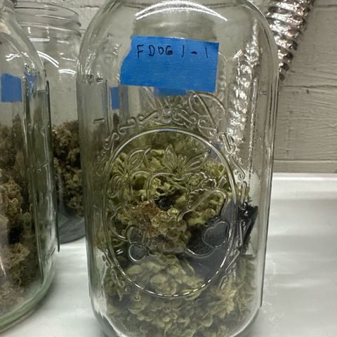 Fuel D.OG #1 Female 47.36g growlog timeline photo