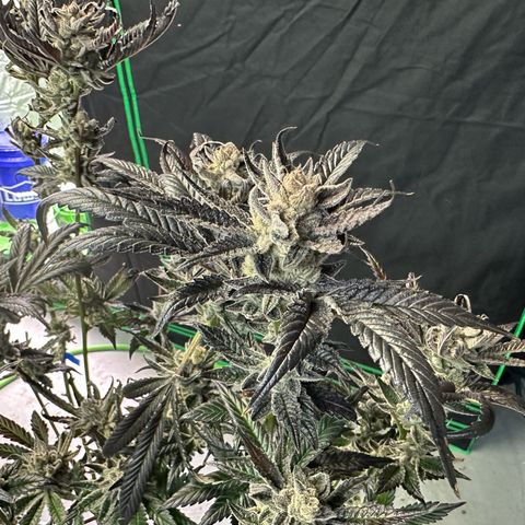 MiscxLAZ #29 C growlog timeline photo