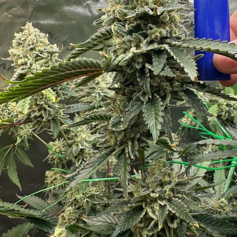 CxLAZ #15 C #1 growlog timeline photo