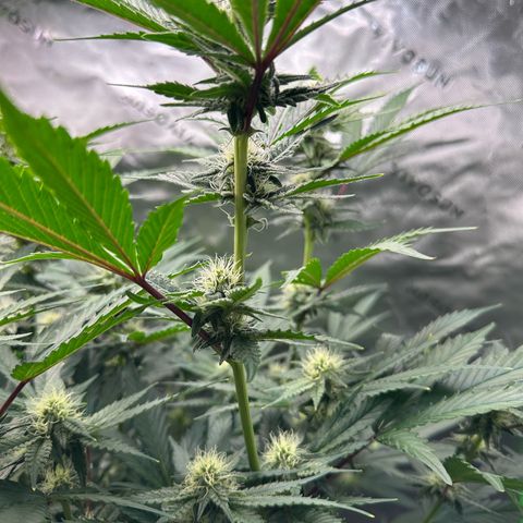 CxLAZ #15 C #1 growlog timeline photo