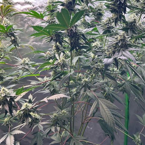 CxLAZ #15 C #1 growlog timeline photo