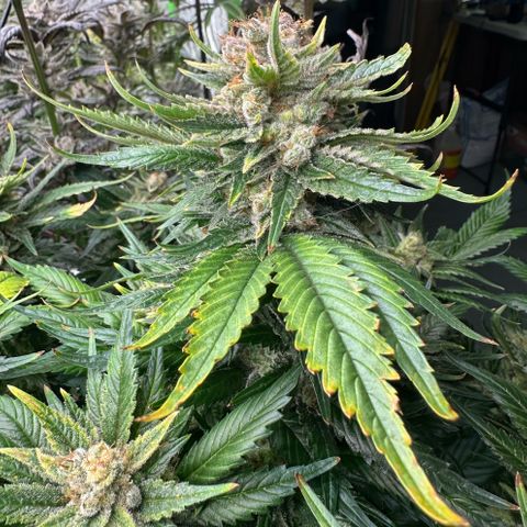 Fuel D.OG #1 Female 47.36g growlog timeline photo