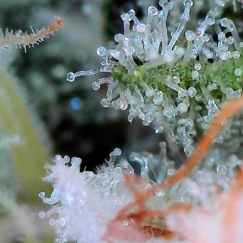 CxLAZ #15 C #1 growlog timeline photo