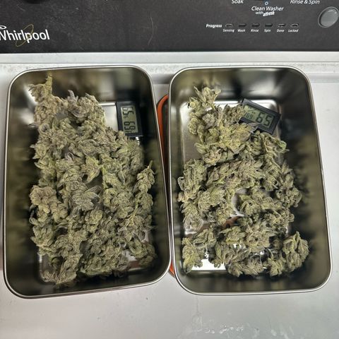 MiscxLAZ #29 C growlog timeline photo