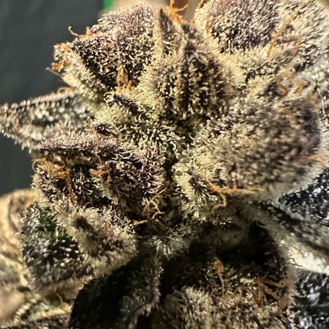 MiscxLAZ #22 C 42.33g growlog timeline photo