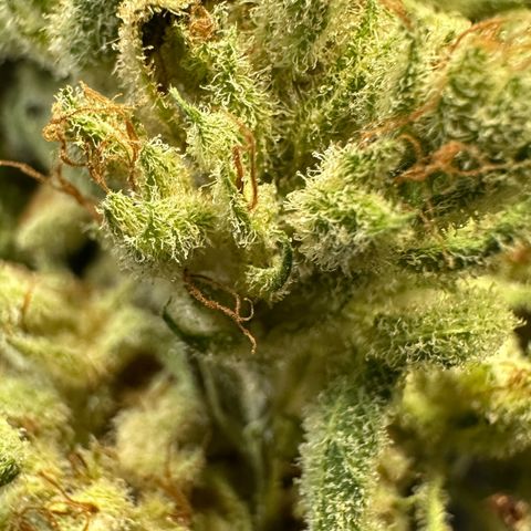 Fuel D.OG #1 Female 47.36g growlog photo: Moved to jar