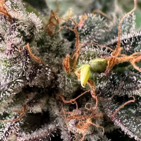 CxLAZ #03 C #1 58.58g growlog photo: Herm / male flowers