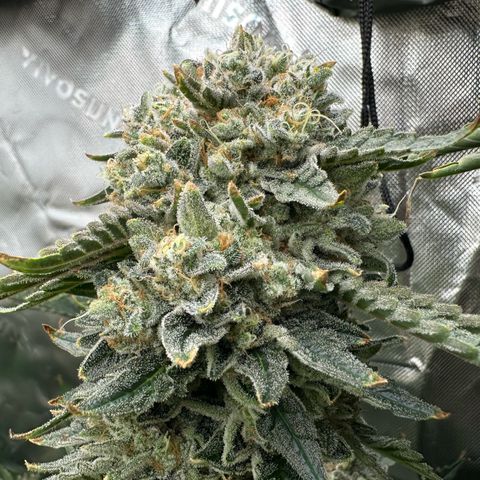 CxLAZ #15 C #1 growlog timeline photo