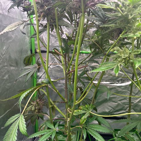 MiscxLAZ #22 C 42.33g growlog timeline photo